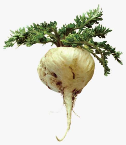 Maca root extract Black Maca root extract