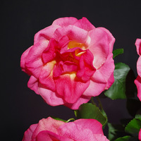 Rose artificielle de qualité supérieure, toucher réel, hydratante, pour la maison, vase de table, arrangement floral de luxe pour salon, décoration intérieure