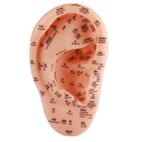 Modèle d'acupuncture auriculaire de 23 cm en PVC, bonne résilience, modèle anatomique d'acupuncture auriculaire pour la formation en acupuncture traditionnelle chinoise