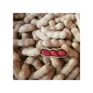 China Supplier Good Quality peanut in shell raw red peanut price On Sale