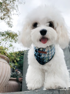 باندانا للكلاب والقطط من القطن/النايلون بالجملة - تصميم رياضي بسيط وعصري - Product Image 5