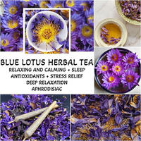 Thé de fleurs de lotus bleues séchées en vrac 100 % biologique OEM, pur et naturel, sans additifs, à base de plantes