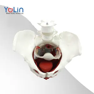 medical science Female pelvic pelvic floor muscle organs model female pelvic attachment structure bladder vagina model