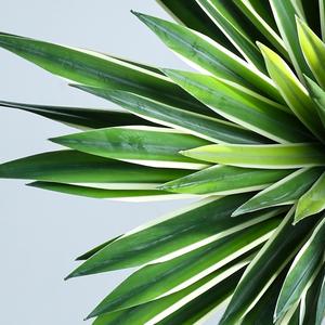Planta Artificial de Agave Mengjie Handicrafts de 30cm-100cm, Decoración de Interiores, Accesorios para Bodas, Planta en Maceta, Adorno - Product Image 4