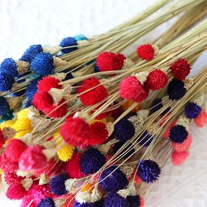 Arc-en-ciel Long Globe Amarante Fleurs Séchées <span class=keywords><strong>Fraise</strong></span> Séchée Fleur De Fruit Approvisionnement D'usine Fleurs Décoratives - Product Image 3