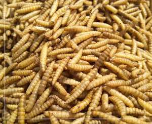 Larvas de moscas de soldado negro secas en microondas para alimentos para mascotas de aves de alta proteína <span class=keywords><strong>BSF</strong></span> - Product Image 4