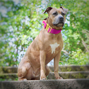Collar para perro de combate acolchado de <span class=keywords><strong>neopreno</strong></span> resistente, 1,5 pulgadas, hebilla de Color dorado - Product Image 4