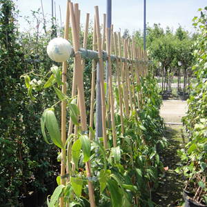 Bambou tre cổ phần cho nhà máy/vườn/cây sử dụng - Product Image 1