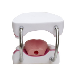 Modelo de Dientes con Aumento de 6x para Enseñanza de Odontología y Medicina, Fijación de Lengua, Restauración Dental, Jardín de Infancia - Product Image 3