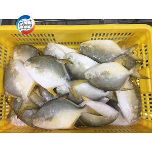 Proveedor de China, alta calidad, cultivo congelado, pez Pompano dorado, pompano dorado halal, precio al por mayor 200-300 300-500.600-800 - Product Image 2