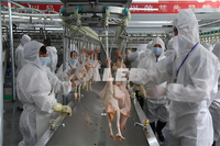 Ligne de production d'abattage de poulet, abattoir automatique de volailles, ligne de processus d'abattage