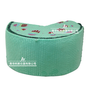 Modèle de tige de plante monocotylédonée Qinghua, instrument pédagogique scientifique pour l'enseignement de la biologie au collège et au lycée. - Product Image 1