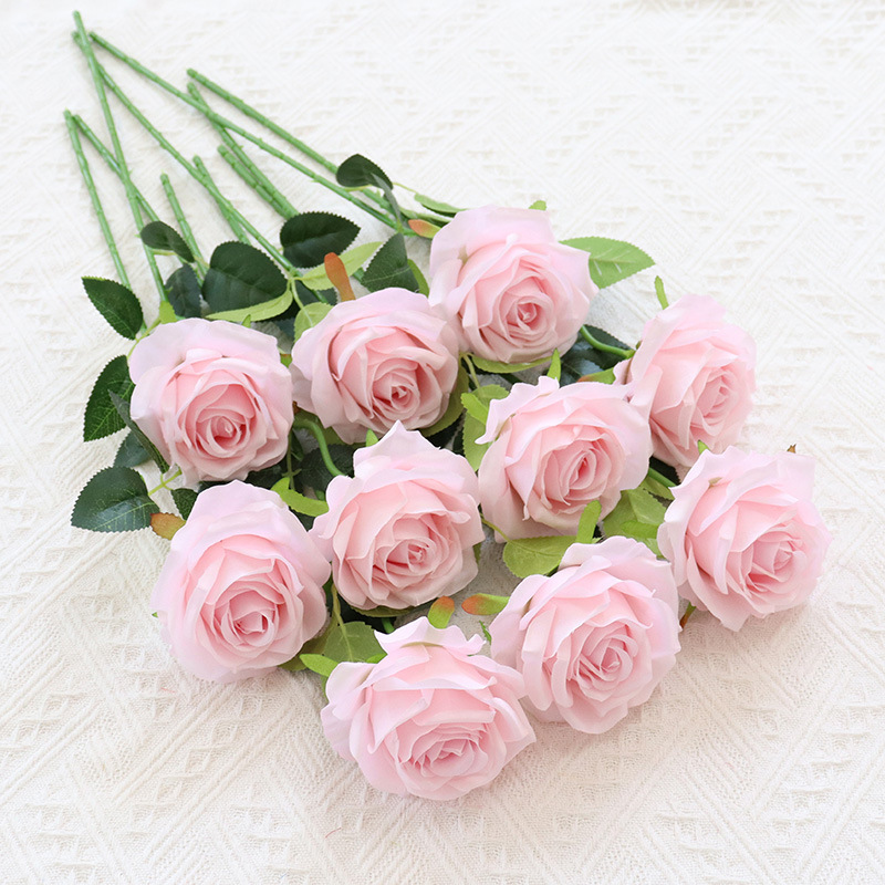 Rosa rosa