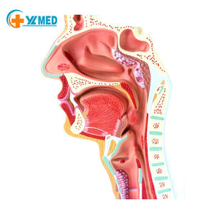 Modelo Anatómico <span class=keywords><strong>de</strong></span> <span class=keywords><strong>la</strong></span> Cavidad Nasal Humana, Modelo Educativo <span class=keywords><strong>de</strong></span> Ciencias Médicas <span class=keywords><strong>de</strong></span> Otorrinolaringología, Estructura <span class=keywords><strong>de</strong></span> <span class=keywords><strong>la</strong></span> Nariz, <span class=keywords><strong>la</strong></span> Boca y <span class=keywords><strong>la</strong></span> Nariz - Product Image 3