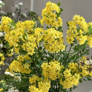 Arredamenti per la casa di decorazioni per la casa con fiori artificiali di robinia - Product Image 3