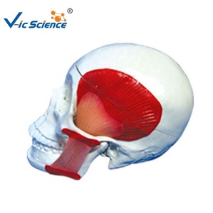 Modelo de Cráneo con Muelles para Movimiento Muscular, Marcas Rojas y Azules para Puntos de Inicio/Finalización, PVC Ecológico Importado - Product Image 1