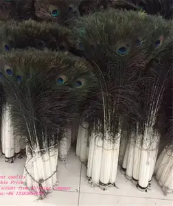 70-80 Cm Bulu Ekor Burung Merak Dijual dengan Harga Murah
