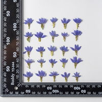 Fleur de gentiane séchée pressée, fleur naturelle réelle pour artisanat fait main, décoration en résine époxy