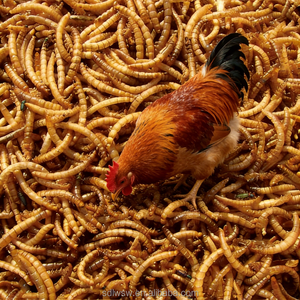 Vermi della Farina Gialli Essiccati Direttamente dalla Fabbrica, Snack ad Alto Contenuto Proteico per Animali Domestici, Polli e Pappagalli, Insetto Naturale - Product Image 2