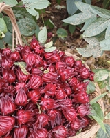Boîte de fleurs séchées naturelles sans soufre de roselle et d'hibiscus 10kg, thé fleuri en gros, fleurs entières expédiées de Xinyouju Guangxi
