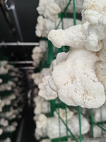 Conteneur de culture hydroponique de champignons Shiitake Matsutake Hezhou HM-40FT avec système d'air frais, contrôlé par PLC, à haut rendement et économe en énergie