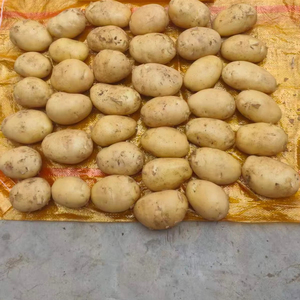 Pommes de terre fraîches naturelles en vrac, qualité supérieure, provenant de Chine, pour l'importation alimentaire mondiale et les supermarchés - Product Image 1