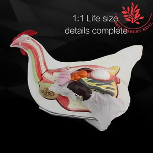 Modello di gallina animale da fattoria modello di pollo femminile modello animale anatomico veterinario - Product Image 3