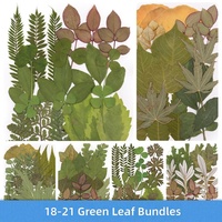 Perlengkapan Kerajinan Bunga Kering Tekan Daun Maple Ginkgo Asli Tanpa Pewarna Kemasan Vakum untuk Pembuatan Bookmark dan Kartu Ucapan Anak-Anak