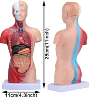 Modelo de Esqueleto Realista de PVC de 28 cm con 15 Partes para Entrenamiento Médico, Simulación de Anatomía a Tamaño Real por BIG BANG SCIENCE
