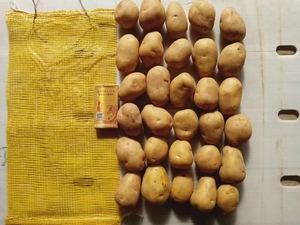 Mùa giải mới khoai tây giá rẻ giá tươi Khoai Tây Rau xuất khẩu trên toàn thế giới Chất lượng cao bán buôn - Product Image 2