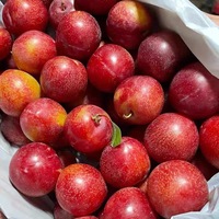 Kersenpruim Verse Geïmporteerde Chileense Zoete Variëteit Fruit Pure Zoetheid In Elke Hap