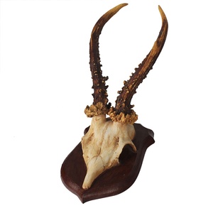 Decorazione da Parete con Teschio di Antilope Africana, Corna Intrecciate, Decorazione <span class=keywords><strong>in</strong></span> <span class=keywords><strong>Resina</strong></span> di Toro Longhorn - Product Image 3