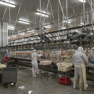 Vịt & ngỗng giết mổ dây chuyền sản xuất với 500 BPH gà giết mổ máy thành phần cốt lõi bao gồm. Động cơ và máy bơm - Product Image 2