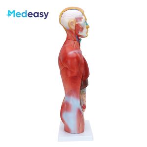 Modèle anatomique de torse <span class=keywords><strong>humain</strong></span> sans sexe de 42 cm/18 parties - Product Image 3