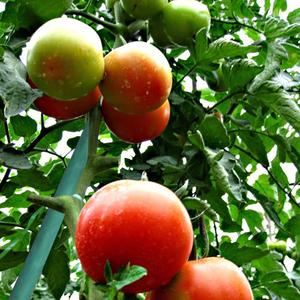 Tige en fibre de verre solide anti-UV pour l'agriculture, équipement de sécurité électrique et de support pour salle blanche - Product Image 2