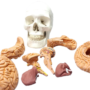人間の頭蓋骨モデルManikin教育とトレーニングのための現実的な脳解剖モデル