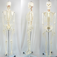 Modelo anatómico humano de PVC de alta calidad, esqueleto humano de 170cm