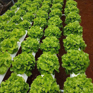 Nuevo sistema hidropónico NFT de bomba de PVC diseñado para equipos de cultivo y riego de lechuga - Product Image 4