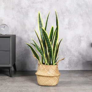 Plante artificielle en pot Dream Castle (Fleurs) 10 cm et moins, style nordique, décoration intérieure, fausse verdure - Product Image 3