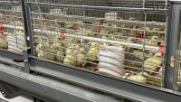 Nouveau système de cage d'élevage entièrement automatique à 4 niveaux pour 2000 poussins, élimination du fumier, construction en acier inoxydable, longue durée de vie