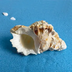 Wholesale Natural Conch Shell Flat Tooth Conch Shell With Specimen Collection Fish Tank Decoration