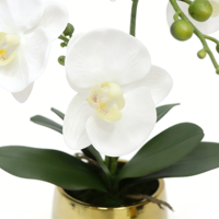 Anggrek Phalaenopsis Buatan Putih dengan Akar dalam Pot Keramik Emas dengan Tanah Buatan Bunga Palsu untuk Dekorasi Ruang Tamu.