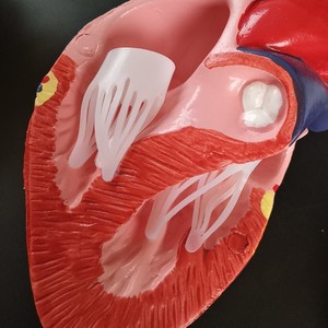 Anatomía <span class=keywords><strong>del</strong></span> Corazón de <span class=keywords><strong>Perro</strong></span> Saludable, Órganos Internos Caninos, Modelo de <span class=keywords><strong>Esqueleto</strong></span> de <span class=keywords><strong>Perro</strong></span>, Recursos Educativos Médicos - Product Image 5