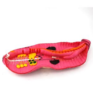 केंचुआ विदारक पशु शरीर रचना विज्ञान मॉडल शैक्षिक मॉडल के लिए - Product Image 6