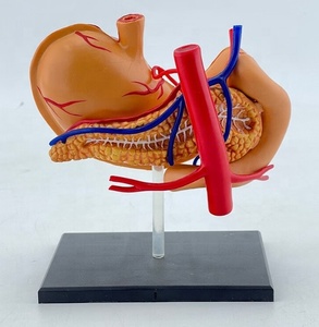 Enseignement médical Modèle d'organe humain Modèle d'anatomie <span class=keywords><strong>de</strong></span> structure d'<span class=keywords><strong>estomac</strong></span> assemblé en 4D Modèle d'anatomie <span class=keywords><strong>de</strong></span> <span class=keywords><strong>l</strong></span>'<span class=keywords><strong>estomac</strong></span> - Product Image 6