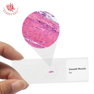 Histologie-Schnitte vier grundlegende Gewebeabschnitte mikroskopische Schnitte von Epithelnerven Bindegewebe-Muskel-Gewebestrukturen - Product Image 4