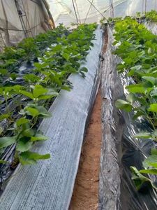 Commercio all'ingrosso della fabbrica la migliore protezione del prezzo per il tessuto di supporto per piantare fragole per fragole - Product Image 4