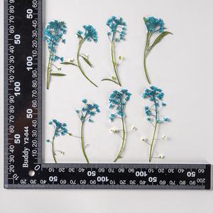 Lobularia <span class=keywords><strong>maritima</strong></span> seca en relieve, flor prensada dulce de alissum para bricolaje, funda de teléfono, decoración de uñas, joyería, postales, venta al por mayor - Product Image 5