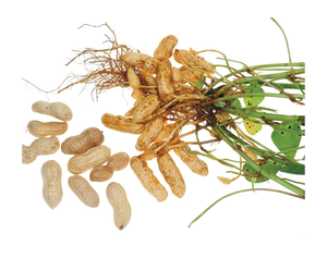 Meilleures arachides blanchies de qualité supérieure, 100% naturelles, arachides brutes décortiquées à bas prix pour la cuisine et la fabrication d'huile - Product Image 2