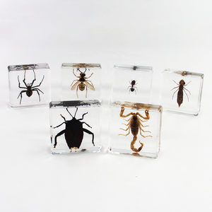 Réel spécimen d'<span class=keywords><strong>araignée</strong></span> Insecte séché en résine Lucite résine Presse-papiers taxidermie Réel animal insecte spécimen biologique - Product Image 3